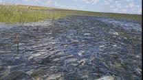 Камызяк рыбное производство